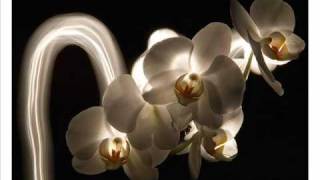 YANNI - Orchid