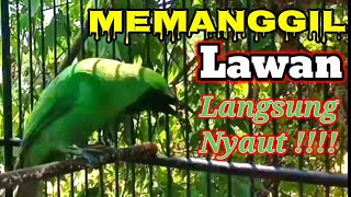Download lagu Cucak ijo Gacor Memanggil Lawan Langsung Nyaut dan EMOSI..!!! || MASTERAN CUCAK IJO GACOR FULL..!! mp3 Download lagu Cucak ijo Gacor Memanggil Lawan Langsung Nyaut dan EMOSI..!!! || MASTERAN CUCAK IJO GACOR FULL..!! mp3