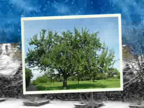 Lacramioara Asandoaie-In valea plangerii