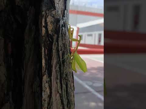 praying mantis #insects #insect #nature #bug #animals #prayingmantis #wildlife #mantis