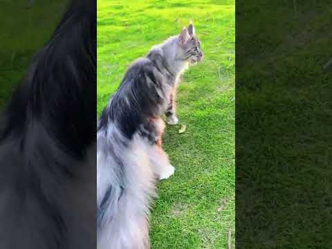 Boomi, Scared me!#exlittlebeans#funny_cats#cat#funny_videos