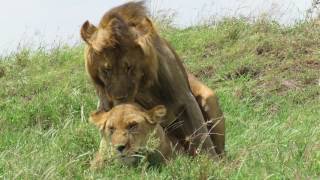 Cópula leones Serengeti-31.03.17. Alejandro G. Herrera