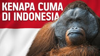 Download lagu Why Orangutans Only Exist in Indonesia | #LearnAncientWorld mp3 Download lagu Why Orangutans Only Exist in Indonesia | #LearnAncientWorld mp3