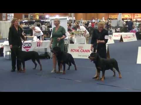 Rottweiler Euro Dog Show in Wels Austria 2019