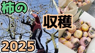 【2025】庭の柿を収穫したり手入れをしたり
