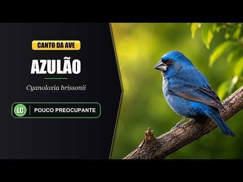 Pápežík ultramarínový (Cyanoloxia brissonii) — starostlivosť, voliéra a kŕmenie