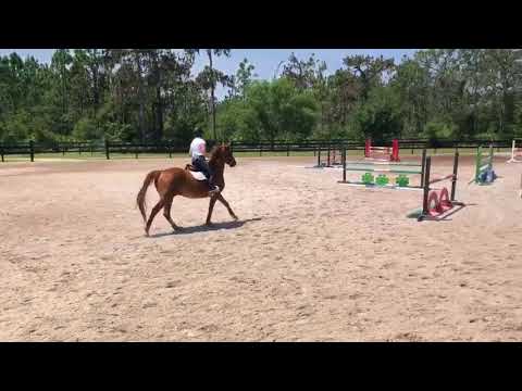 Jasper Child/Adult complete packer