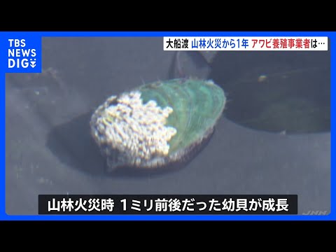 大船渡山林火災から1年　東日本大震災と山林火災の二重被災　アワビ養殖業者「災害に負けない企業」へ　養殖のノウハウ伝えるコンサルタント事業に乗り出す　岩手｜TBS NEWS DIG