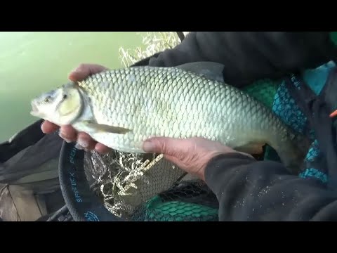 FEEDEROM NA SAVSKI GEMIŠT - Ninoslav Žagar