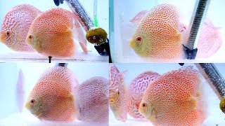 Most Rare Discus Fish in India