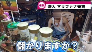【カオサン】マリファナ店にインタビュー 自家栽培？儲かりますか？ 34歳男 一人旅