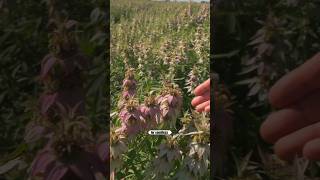 I Visited a NJ Nursery Growing Native Plants for Ecological Restoration #nativeflora