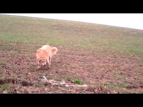 Golden retriever does what the wild dogs do