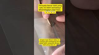 Download lagu Ternyata benar lalat yang satu ini lebih berbahaya di bandingkan dengan lalat hijau 😱😱 mp3