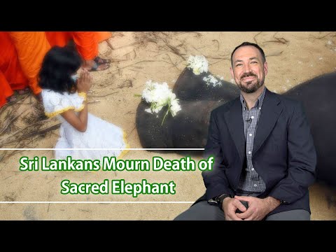 Sri Lankans Mourn Death of Sacred Elephant