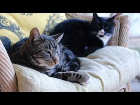 just see the 🐈😺 pets