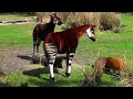 Disney World 2017 Animal Kingdom Lodge
