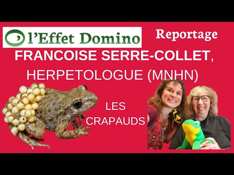 Tout savoir sur les crapauds et les grenouilles