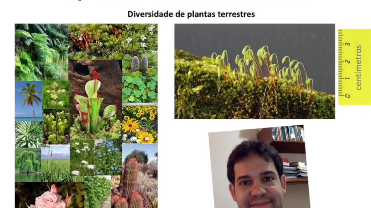 Diversidade de Plantas Terrestres: hepáticas, antóceros e musgos