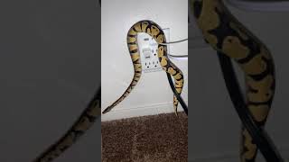 Snake Reptiles Videos