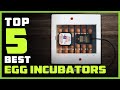 Top 5 Best Egg Incubators for Chickens Ducks Goose Birds Review 2023 | Included Automatic Egg Turner