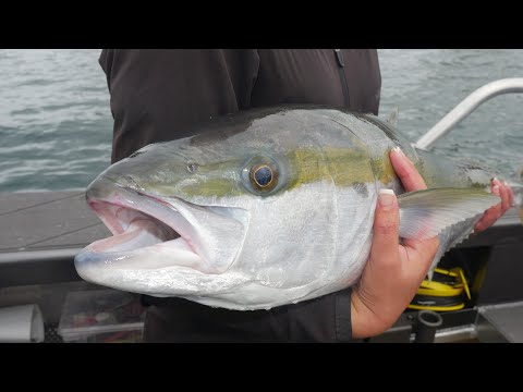 Top water kingfish action and tips