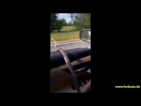 Giftige Schlange während der Fahrt in Auto geworfen