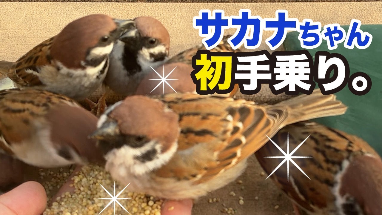 【ご報告】とうとうサカナちゃんが初手乗りしました！【歴史的瞬間】