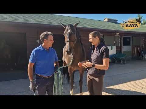 Cuáles son las claves para desbravar a un potro