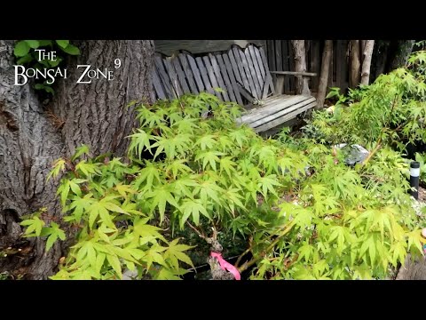 Bench Tour at Connors, Part 5, The Bonsai Zone, Aug 2022
