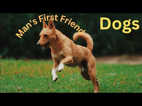 Man's First Friend  The Epic Story Of Humans And Dogs