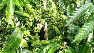 Download lagu perbedaan kopi stek dengan kopi lancuran mp3