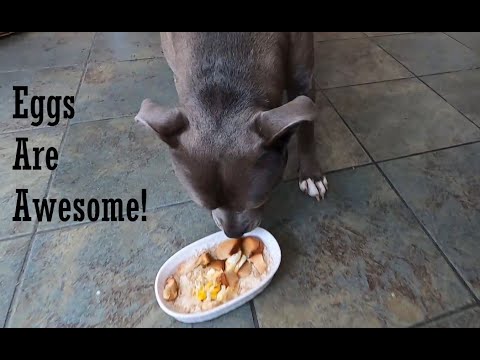 YouTube video about: Are fried eggs good for dogs?