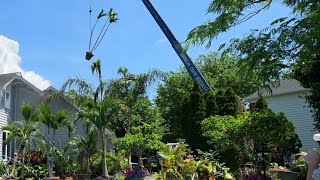 Giant Tropical Plant Delivery