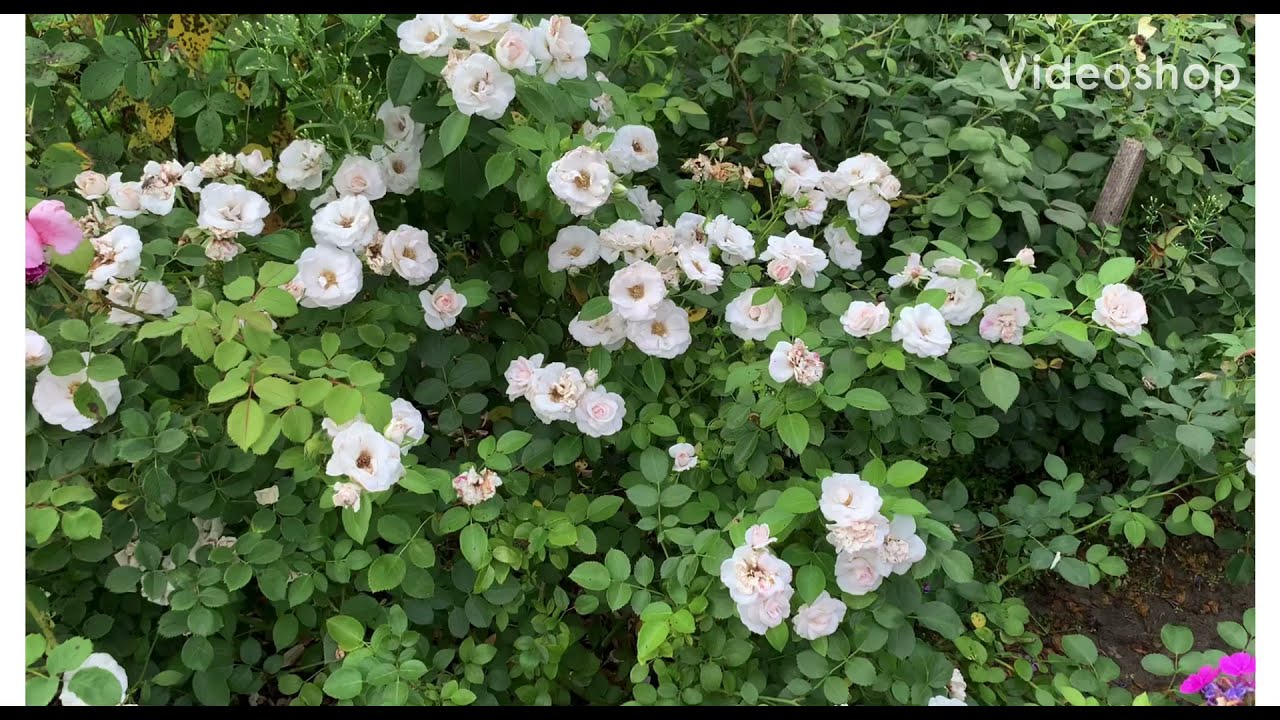 Какая лучше? Розы Tantau Аспирин и Артемис.