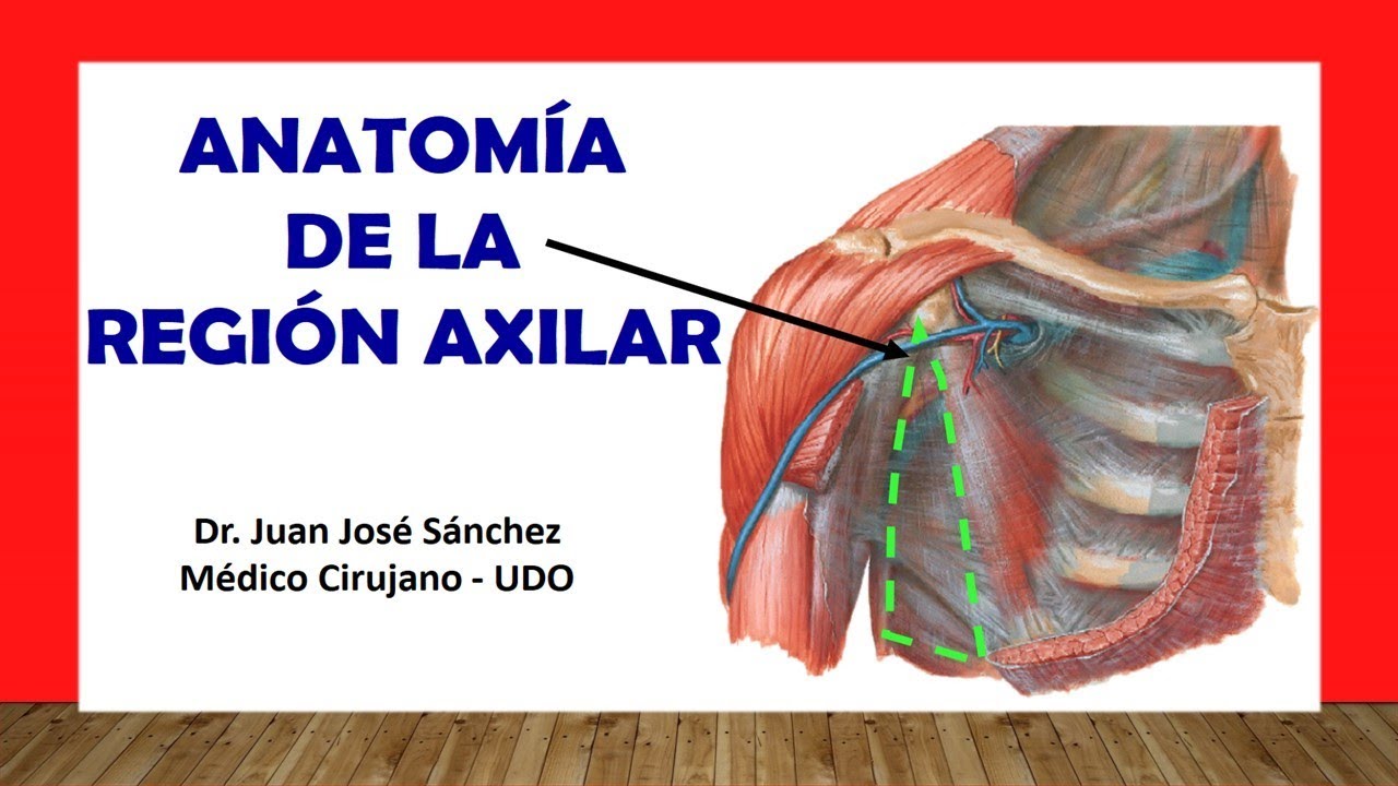 🥇 AXILLARY REGION - (Axillary Fossa), Anatomy. Easy and Simple