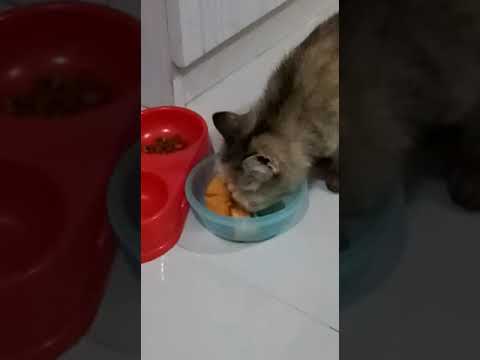 Cats eating papaya