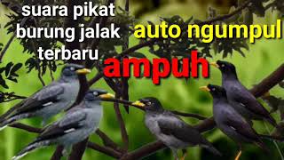 Download lagu Suara pikat jalak kebo ampuh auto ngumpul. mp3