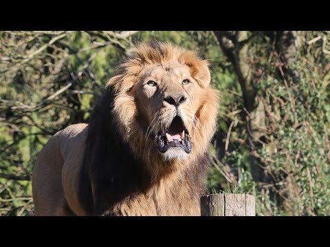 Epic Lion Roars
