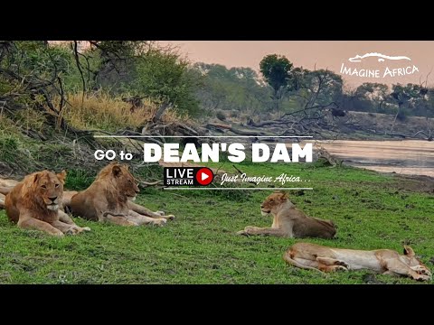 Imagine Africa Deans Dam Live live webcam