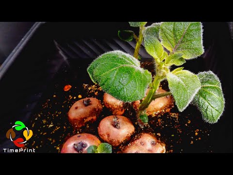 Growing Potatoes Time Lapse