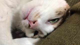 [心得]不知道主子上輩子是什麼化身qq