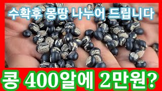 난생 첨봄 콩알이 400개 2만원 수확하면 몽땅 나누어 드립니다 아주까리 밤콩,대추콩 피마자콩 통종콩 종류 …