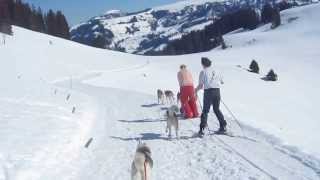 preview picture of video 'Ski-chien 116, en suivant 4 huskies au col du Jaun'