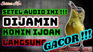 Download lagu PANCINGAN KONIN BAHAN IJOAN AGAR CEPAT BUKPAR mp3