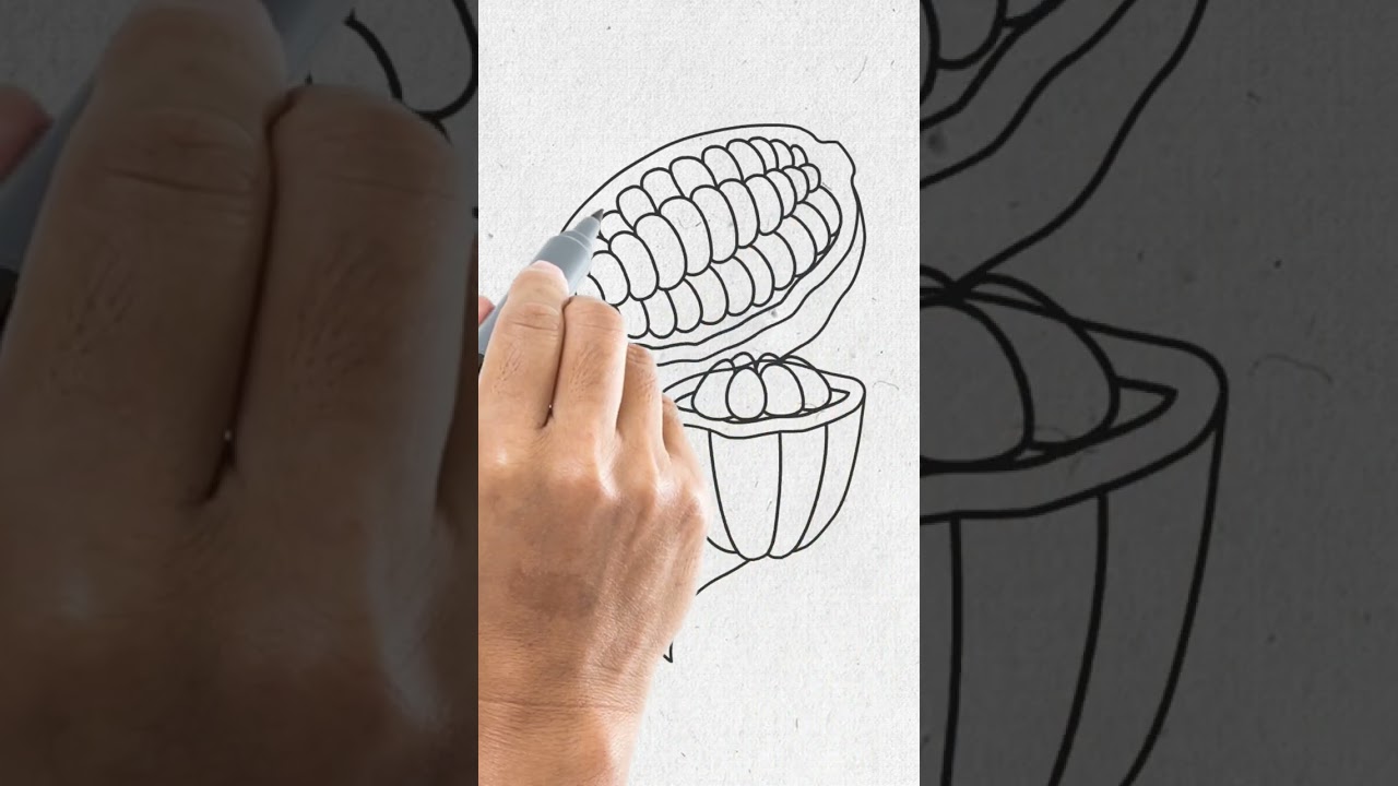 Drawing Cacao Fruit