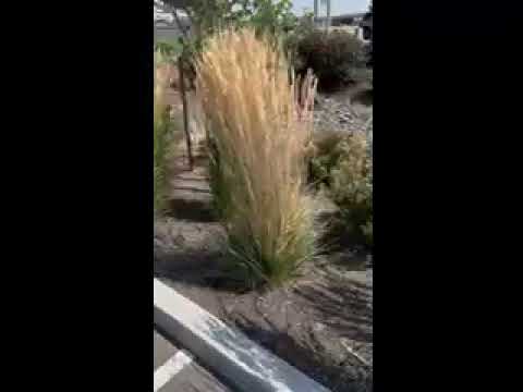 The Singing Bush, 2023