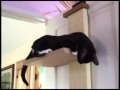 Tuxedo Cat Makes Bird Sound
