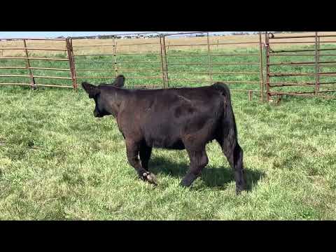 Tag 31 video
