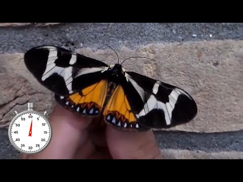 Giant Northern Flag moth: Tiger Moth - Dysschema thetis (howardi) - Arctiinae - Tiger moth lifecycle